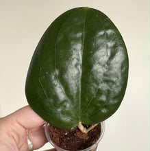 Load image into Gallery viewer, Feuille verte de Hoya Glabra UT075, dans un petit pot
