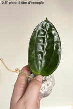 Charger l'image dans la galerie, Feuille vert foncé de Hoya cinnamomifolia, tige et base en pot avec billes