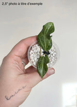 Charger l'image dans la galerie, Hoya Fitchii en pot transparent avec feuilles vertes et substrat blanc