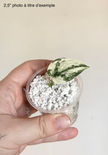 Load image into Gallery viewer, Scindapsus Mayari