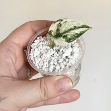 Load image into Gallery viewer, Feuille panachée Scindapsus Mayari vert et crème, sur billes blanches