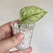 Load image into Gallery viewer, Scindapsus Peasun en petit pot, feuilles vertes panachées sur billes blanches