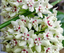 Charger l'image dans la galerie, Inflorescences d’Hoya australis Lisa blanches en grappes, petites fleurs à cœur rouge