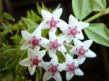 Load image into Gallery viewer, Fleurs de Hoya Bella Albomarginata blanches à centres roses, en ombelle