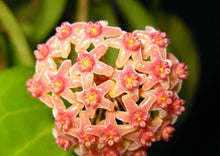 Load image into Gallery viewer, Inflorescence de Hoya Camphorifolia, fleurs rose et orange regroupées