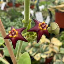 Charger l'image dans la galerie, Hoya Ciliata ⭐️