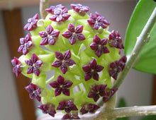 Charger l'image dans la galerie, Inflorescence de Hoya cinnamomifolia : petites fleurs étoilées violet sur tige