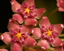 Charger l'image dans la galerie, Fleurs rose et jaunes de Hoya Glabra UT075 sur fond sombre
