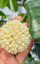 Charger l'image dans la galerie, Hoya Globulosa : grappe de fleurs crème sur feuilles vertes, gros plan