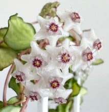Charger l'image dans la galerie, Hoya Kanyakumariana Variegata en fleurs, ombelles blanches à cœur violet