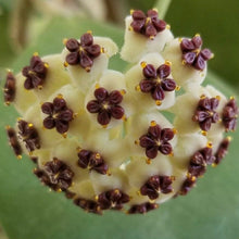 Charger l'image dans la galerie, Hoya kerrii heart⭐️