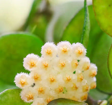 Load image into Gallery viewer, Fleurs d’Hoya khroniana splash en petits bouquets blanc crème à étamines jaunes