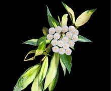 Charger l'image dans la galerie, Hoya lacunosa variegata⭐️