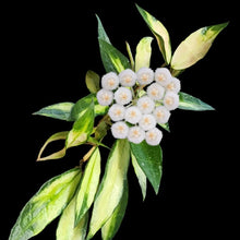Charger l'image dans la galerie, Plante Hoya lacunosa variegata avec fleurs blanches en ombelle et feuilles panachées vertes