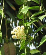 Load image into Gallery viewer, Hoya lacunosa : boutons floraux blancs en grappe sur tiges vertes et feuilles allongées