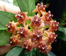 Charger l'image dans la galerie, Inflorescence de hoya, grappes de fleurs orange et bordeaux, feuilles vertes