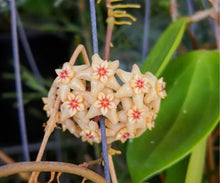 Charger l'image dans la galerie, Fleurs en ombelle de Hoya Limoniaca, étoiles crème à cœur rose