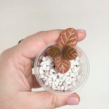 Charger l'image dans la galerie, Plante Episcia Cupreata en pot transparent, feuilles brun rosé nervurées et substrat blanc