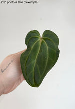 Charger l'image dans la galerie, Anthurium NOID X BVEP