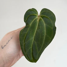 Charger l'image dans la galerie, Feuille d’anthurium vert foncé à nervures jaunes