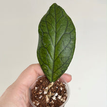 Charger l'image dans la galerie, Plante Hoya Irina en pot avec une grande feuille verte