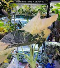 Charger l'image dans la galerie, Bulbille Alocasia Regal Shield Albo