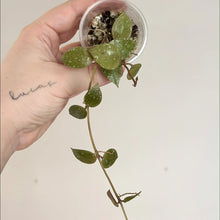 Charger l'image dans la galerie, Plante grimpante Hoya Walliniana Splash, tiges fines, petites feuilles vertes tachetées crÚme