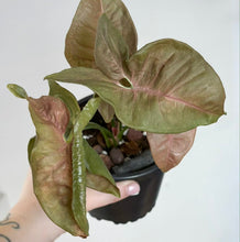Load image into Gallery viewer, Syngonium rose en pot, feuilles vertes et rose pâle, vue rapprochée