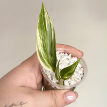 Charger l'image dans la galerie, Plante Epipremnum Amplissimum Variegata en petit pot, feuilles vert panaché.