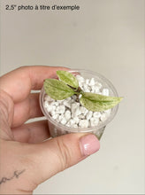 Charger l'image dans la galerie, Monstera laniata Mint en pot transparent avec graviers et 3 feuilles vert clair