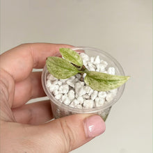 Charger l'image dans la galerie, Monstera laniata Mint en pot transparent avec graviers et 3 feuilles vert clair