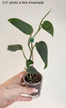 Load image into Gallery viewer, Scindapsus pictus 'Blue Satin'