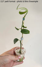 Load image into Gallery viewer, Scindapsus pictus 'Blue Satin'