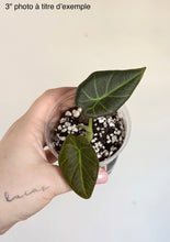 Charger l'image dans la galerie, Alocasia regal shield