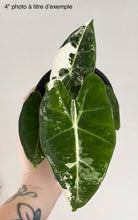 Load image into Gallery viewer, Alocasia Frydek Variegata, grande feuille vert foncé panachée crème et nervure claire