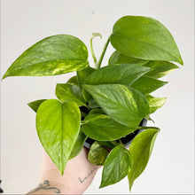 Load image into Gallery viewer, Pothos en pot, gros plan sur feuilles vert vif en forme de cœur