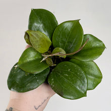 Load image into Gallery viewer, Plante Hoya quinquinervia avec 6 feuilles vertes épaisses, vue rapprochée
