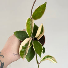 Load image into Gallery viewer, Hoya krimson queen en pot, feuilles panachées vert et crème sur tige fine
