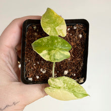 Charger l'image dans la galerie, Jeune Alocasia gageana aurea en pot carré noir avec feuilles vert pâle panachées