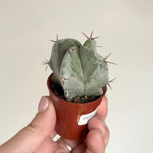 Load image into Gallery viewer, Petit cactus en pot en terre cuite, feuilles vertes et petites épines