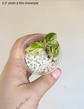 Charger l'image dans la galerie, Epipremnum Pinnatum Marble