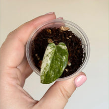Charger l'image dans la galerie, Feuille de plante Amydrium Albo, vert émeraude et blanc tacheté, tenue à la main