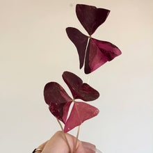 Load image into Gallery viewer, Plante d’oxalis en pot, feuilles triangulaires bordeaux veinées et tachetées