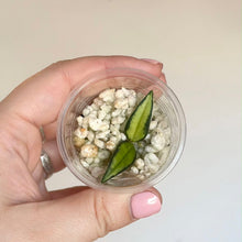 Load image into Gallery viewer, Plante Hoya en pot transparent avec feuilles vertes et fleurs blanches en bourgeons