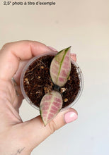 Charger l'image dans la galerie, Hoya Walliniana Variegata en pot, feuilles panachées vert et rose