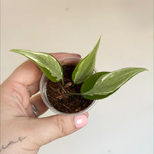 Charger l'image dans la galerie, Philodendron Rio en pot : feuilles vertes panachées, plante tenue à la main