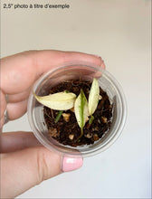 Charger l'image dans la galerie, Philodendron Micans Mint en pot transparent, feuilles vert clair, terre sombre