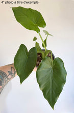 Charger l'image dans la galerie, Alocasia odora 'California'