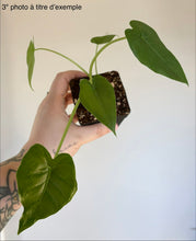 Charger l'image dans la galerie, Alocasia odora 'California'