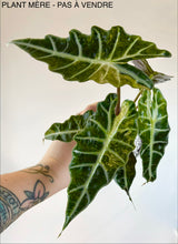 Load image into Gallery viewer, Bulbille Alocasia Polly Aurea Splash
